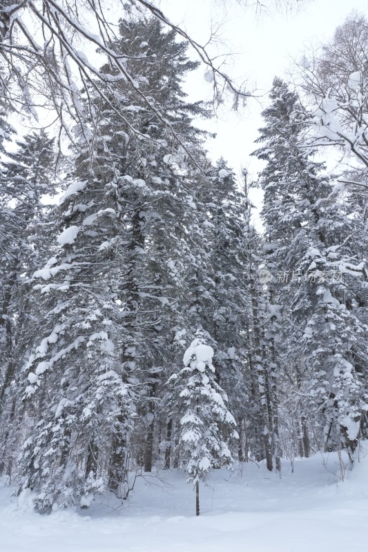 雪乡羊草山雪松