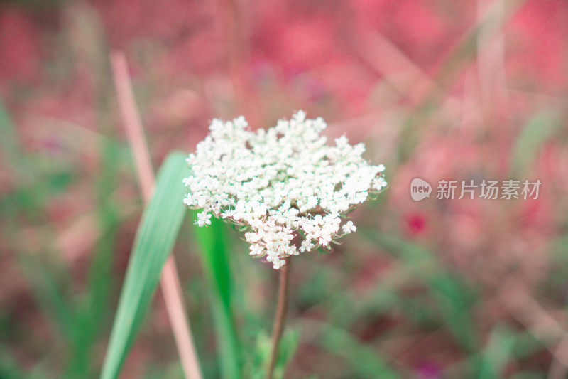 特写白色小花与绿植