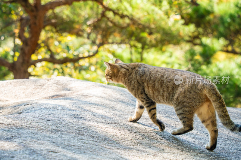 崂山秋季下的猫