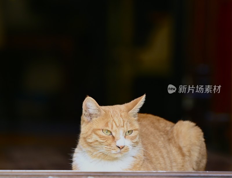 可爱的小猫