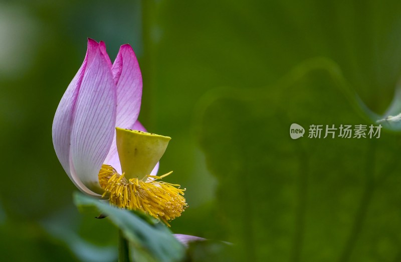 重庆酉阳：夏日荷花别样红