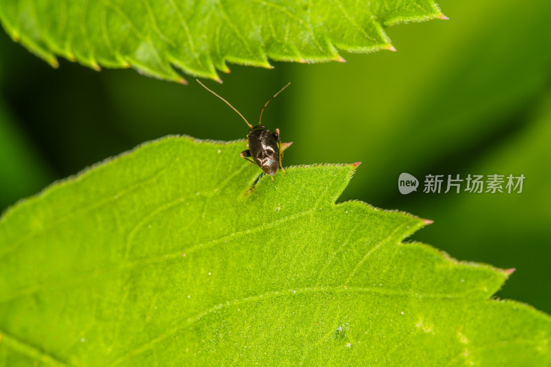 绿色叶片上的黑色小昆虫特写