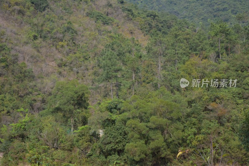 广东省东莞市银瓶山森林公园清溪景区