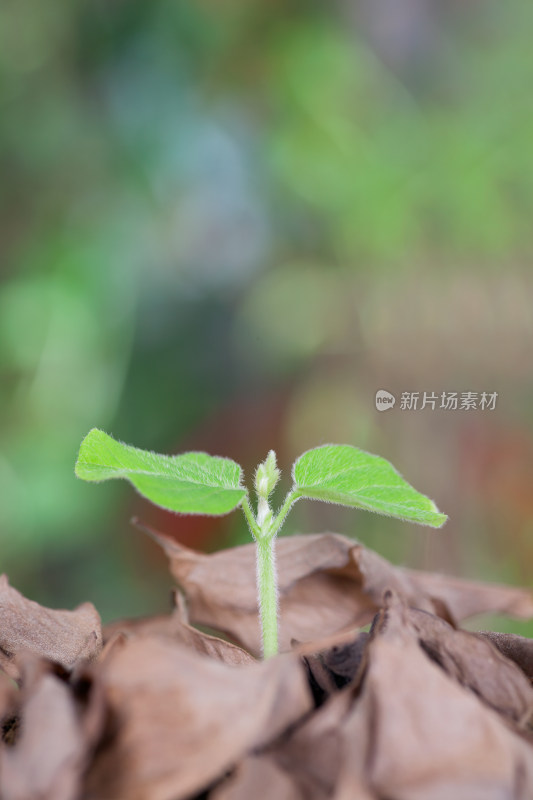 一堆枯黄的落叶里长出一株绿苗