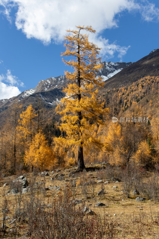 川西秋色，雪山与金色松林