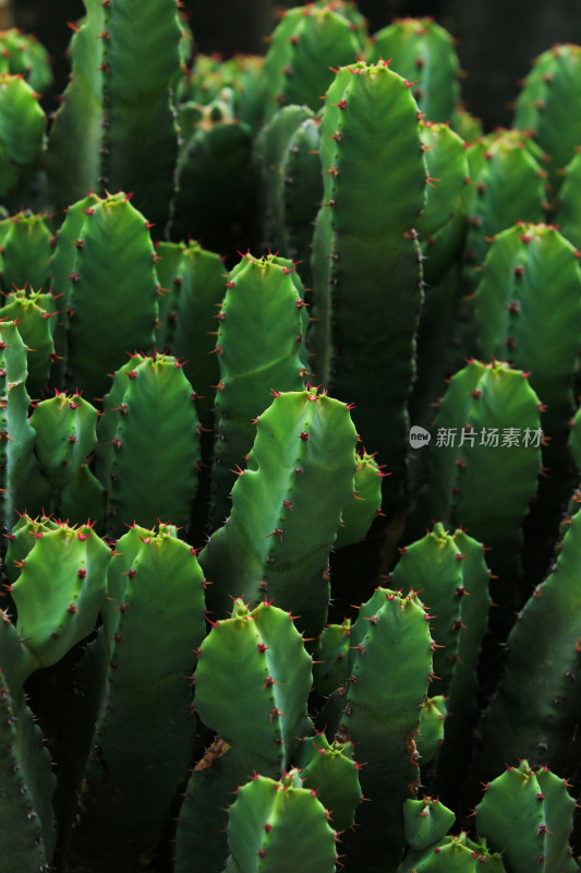 热带植物仙人球仙人掌特写