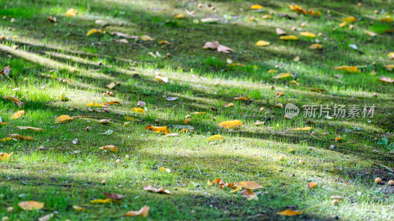 秋天树下草地上的落叶