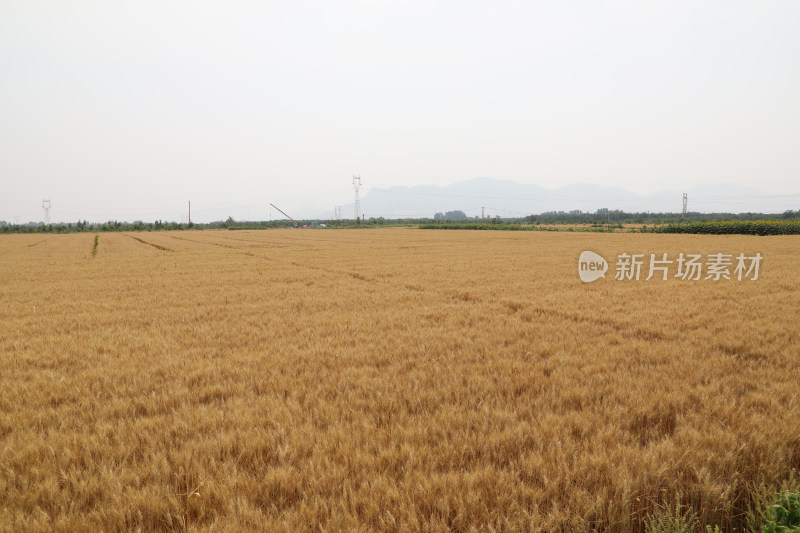 麦田麦子地成熟的小麦