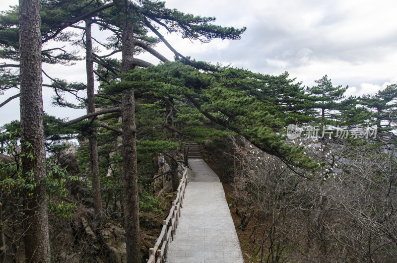 黄山松崖绝壁 奇松怪石 峰峦叠嶂