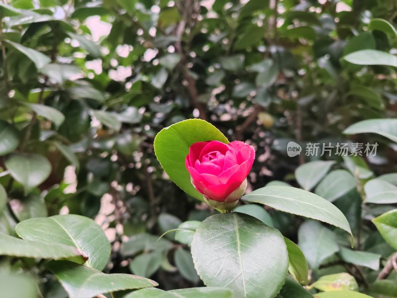 绿叶衬托下的一朵娇艳红色山茶花