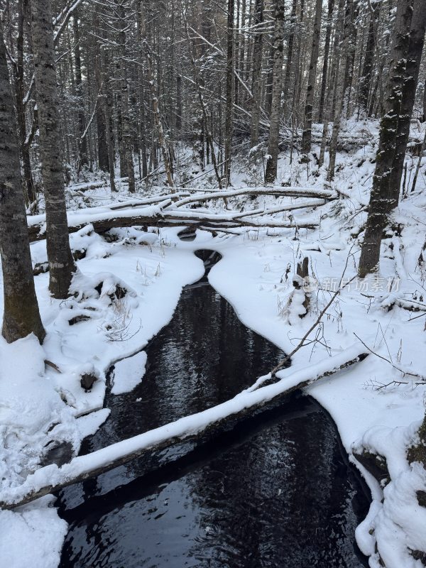 积雪森林中流淌着一条清澈的小溪