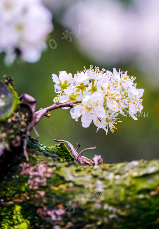 鲜花花朵花卉花树