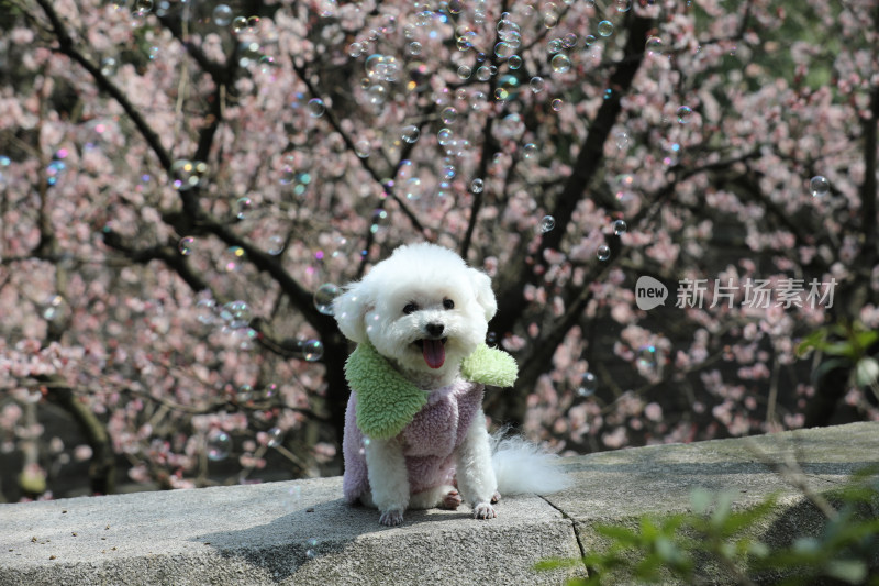 坐在公园里可爱的宠物狗比熊犬