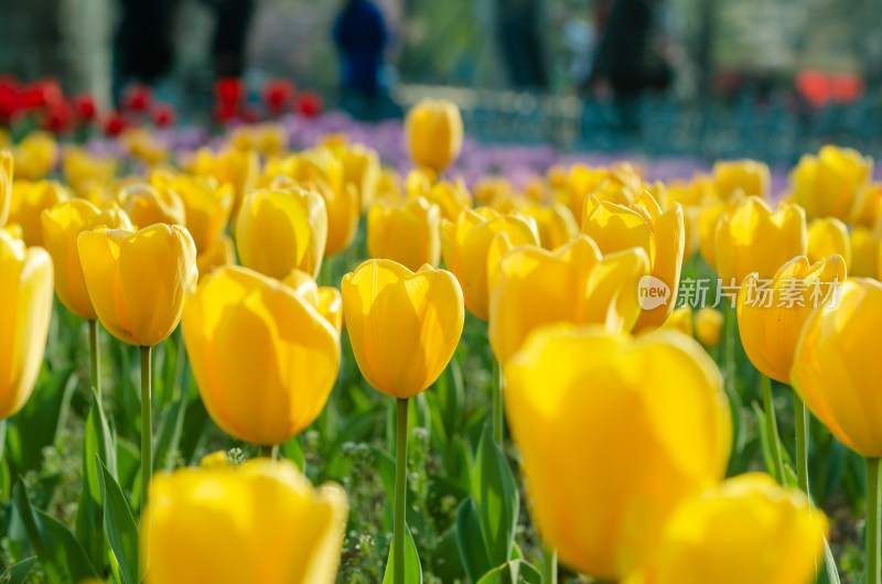 阳光下一片金黄色郁金香花海