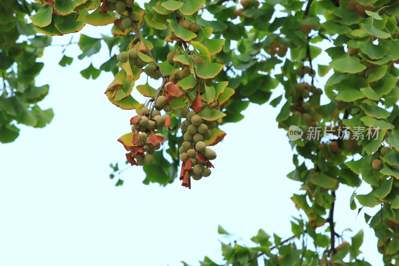 秋天成熟的银杏果实