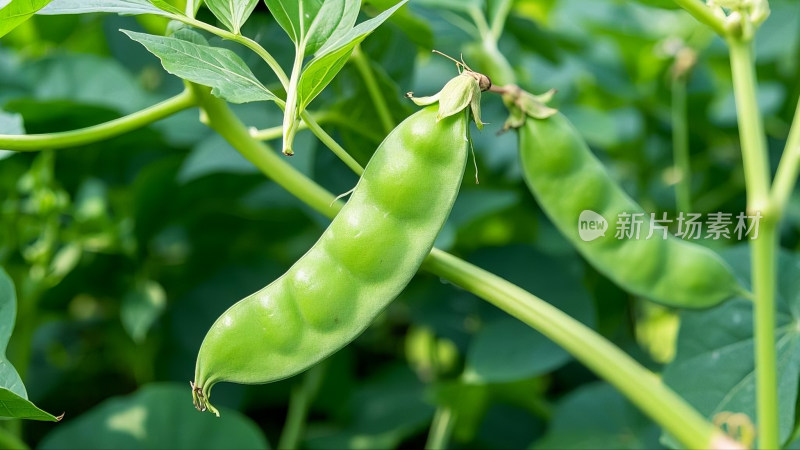 新鲜饱满的豆类蔬菜食材