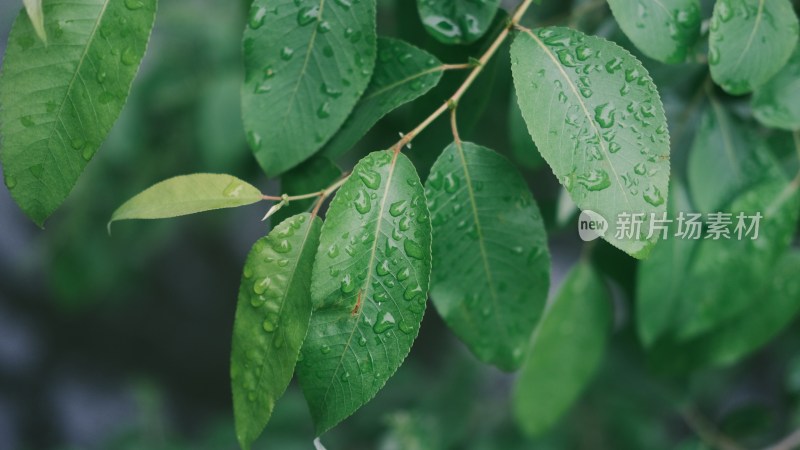 雨天绿色树叶特写水滴