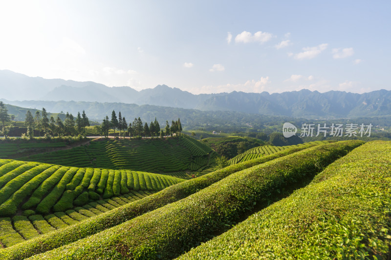 航拍恩施鹤峰茶山茶园