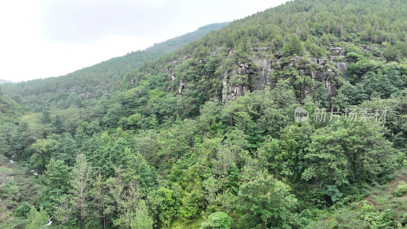 山东枣庄山亭区国有林场苍翠碧绿的森林