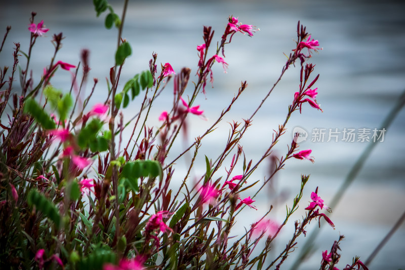 池塘边粉红色开花植物的特写镜头