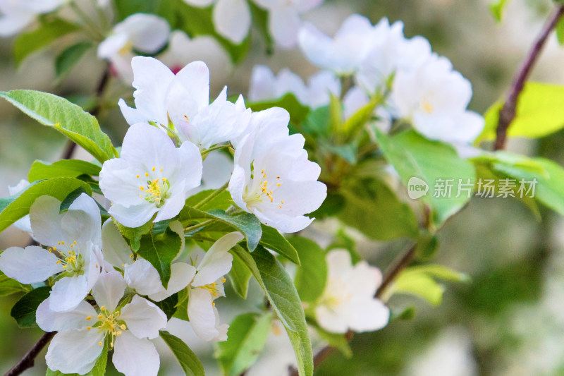 盛开的苹果花海棠花白色花朵春天清新