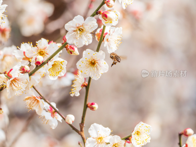 盛开的白梅花间有蜜蜂飞舞