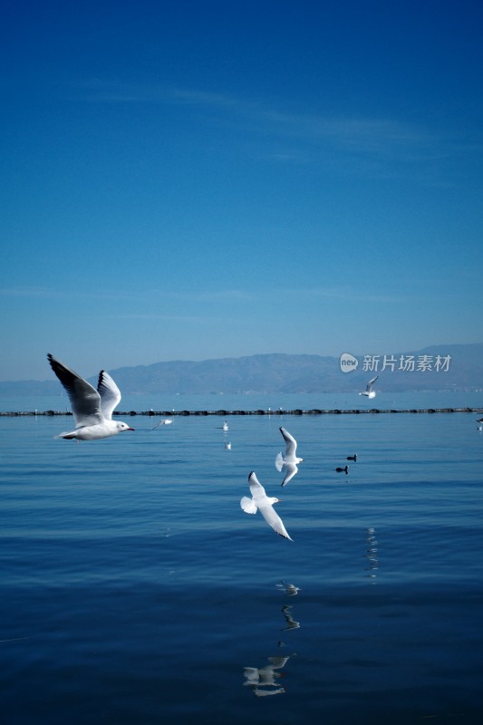 洱海上飞翔与浮游的西伯利亚海鸥