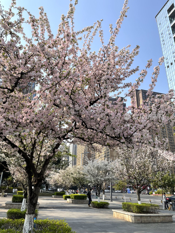 春日都市里的樱花盛景