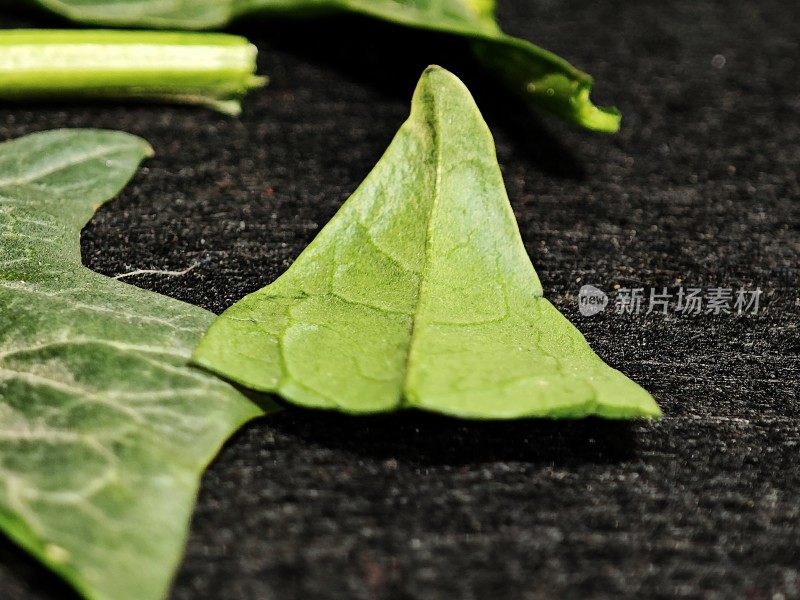 特写绿色植物叶片