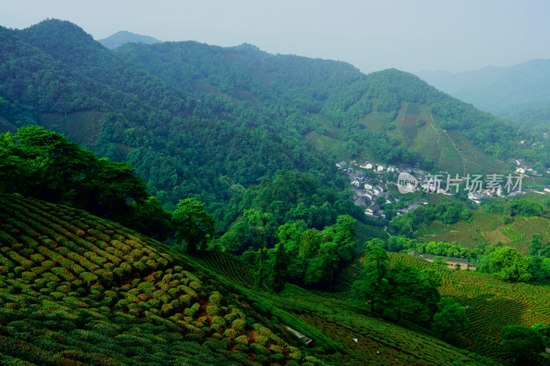 浙江杭州龙井村