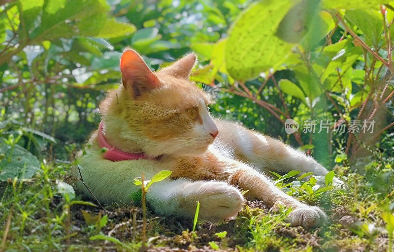 特写小橘猫