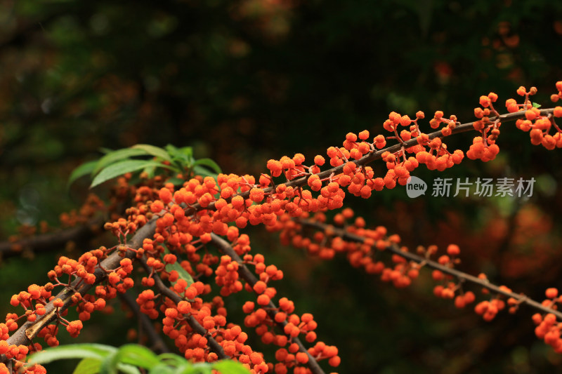 野生植物水麻果实