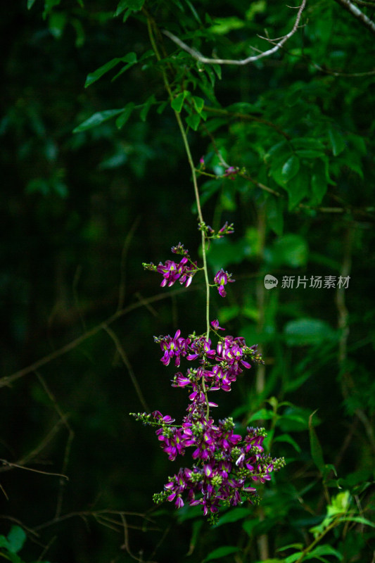 植物山野豌豆