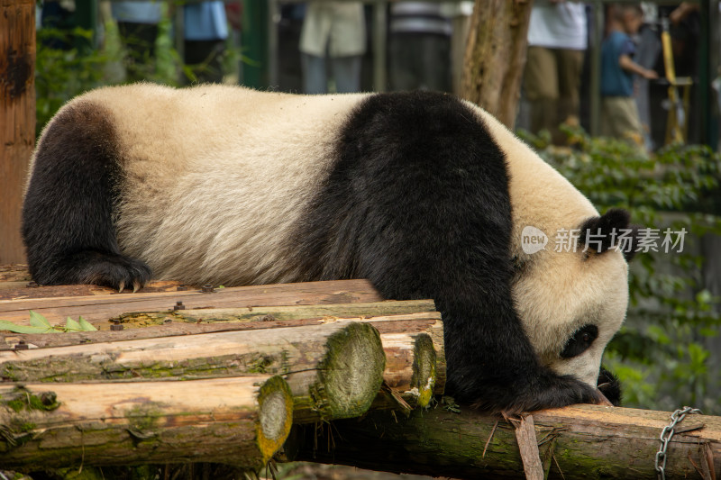 南京红山动物园憨态可掬的大熊猫爬行