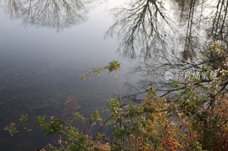 水边带植物的自然风景