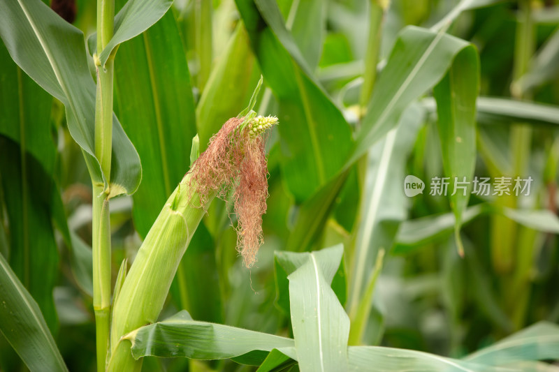 生长的玉米棒子特写