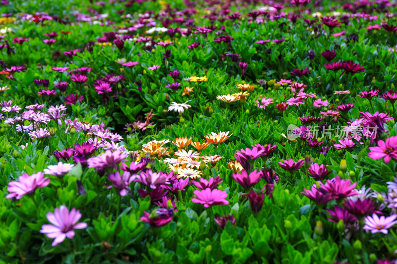 多彩小雏菊菊花花卉花园