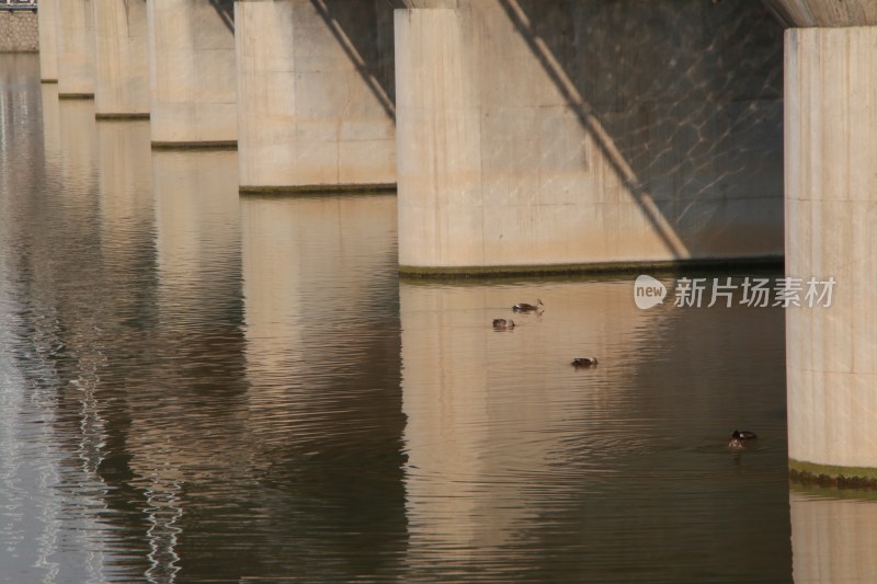 大桥的桥墩