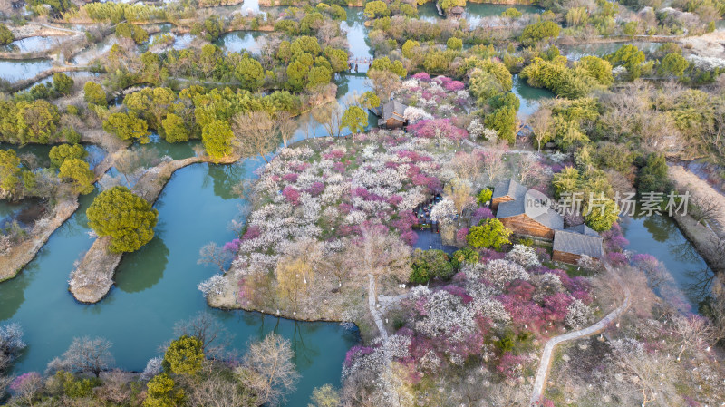 杭州西溪湿地探梅节梅花