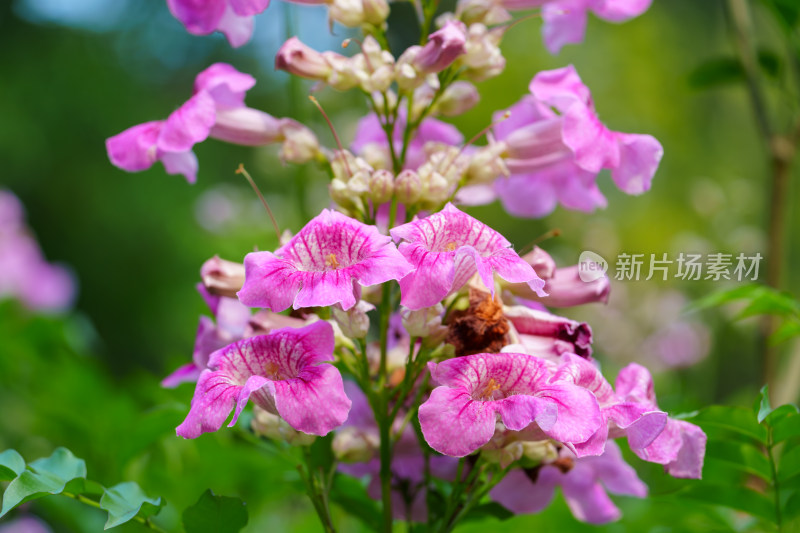 粉红色开花植物非洲凌霄