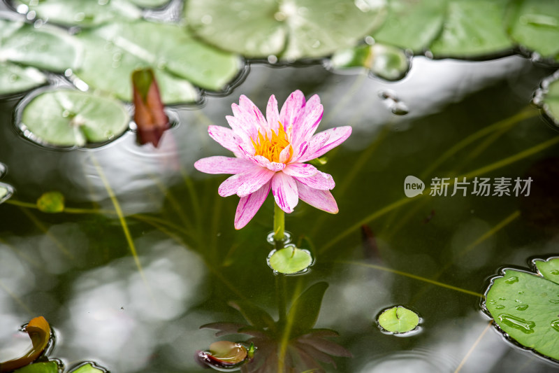 植物园睡莲特写