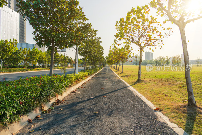 清晨城市中绿树成荫的公园小路