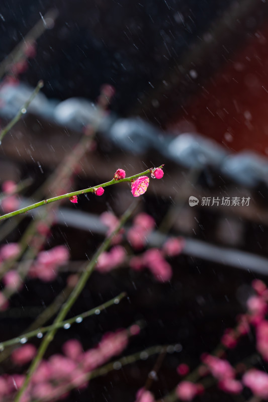 雨中绽放的粉色梅花