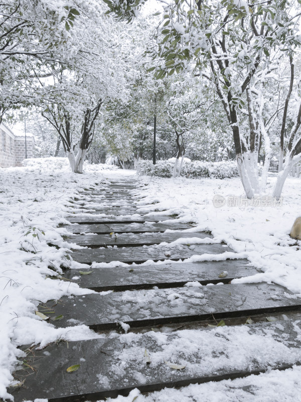 雪后林间小路雪景