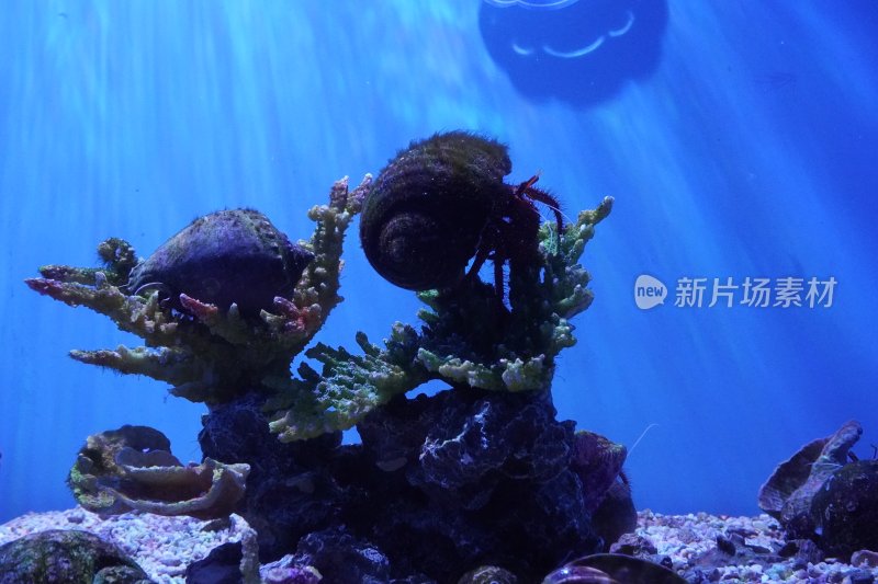 水族箱内寄居蟹与珊瑚景观