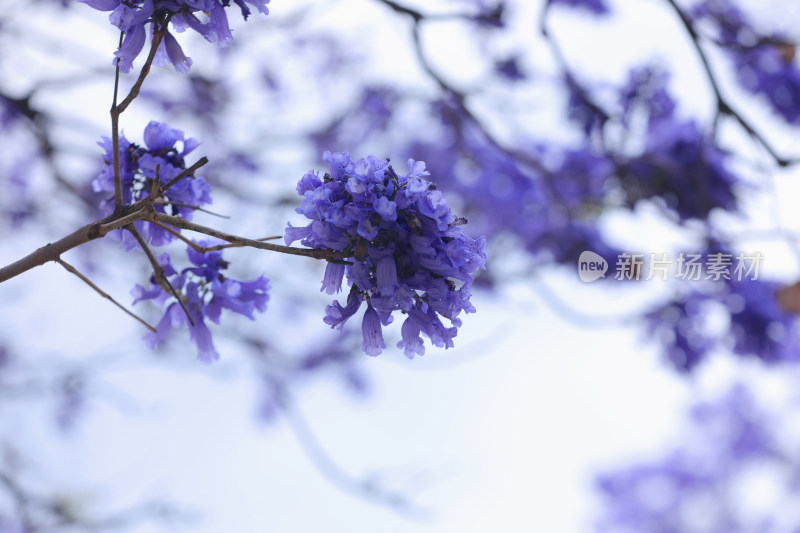 昆明蓝花楹 教场中路