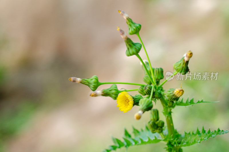 小黄花的可食用野菜——苦苣菜