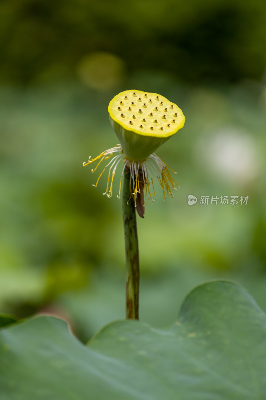 荷花莲蓬