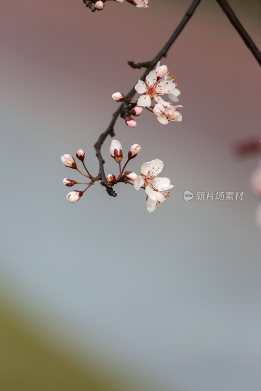 杭州钱塘江畔绽放的粉色李花特写