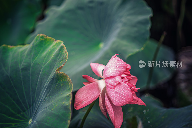 夏天雨后的荷花挂满水珠